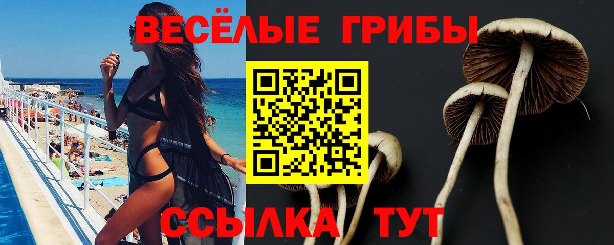 Псилоцибиновые грибы Psilocybine cubensis Камышлов